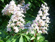 Prague's Blossoming Chestnuts